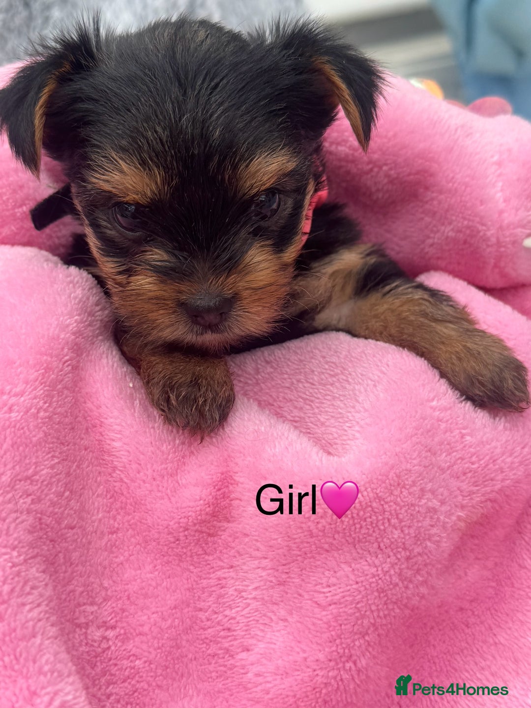 Yorkshire Terrier dogs for sale: Miniature Yorkshire terrier - Image 5