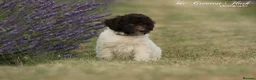 Spanish Water Dog dogs for sale: Spanish water dog  - Advert 28