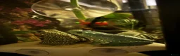 Frog reptiles for sale: Whites Tree frogs high snowflake dumpy frog x3 - Advert 4