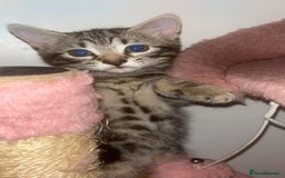 British Shorthair cats for sale: 1 Females kitten  - Advert 6