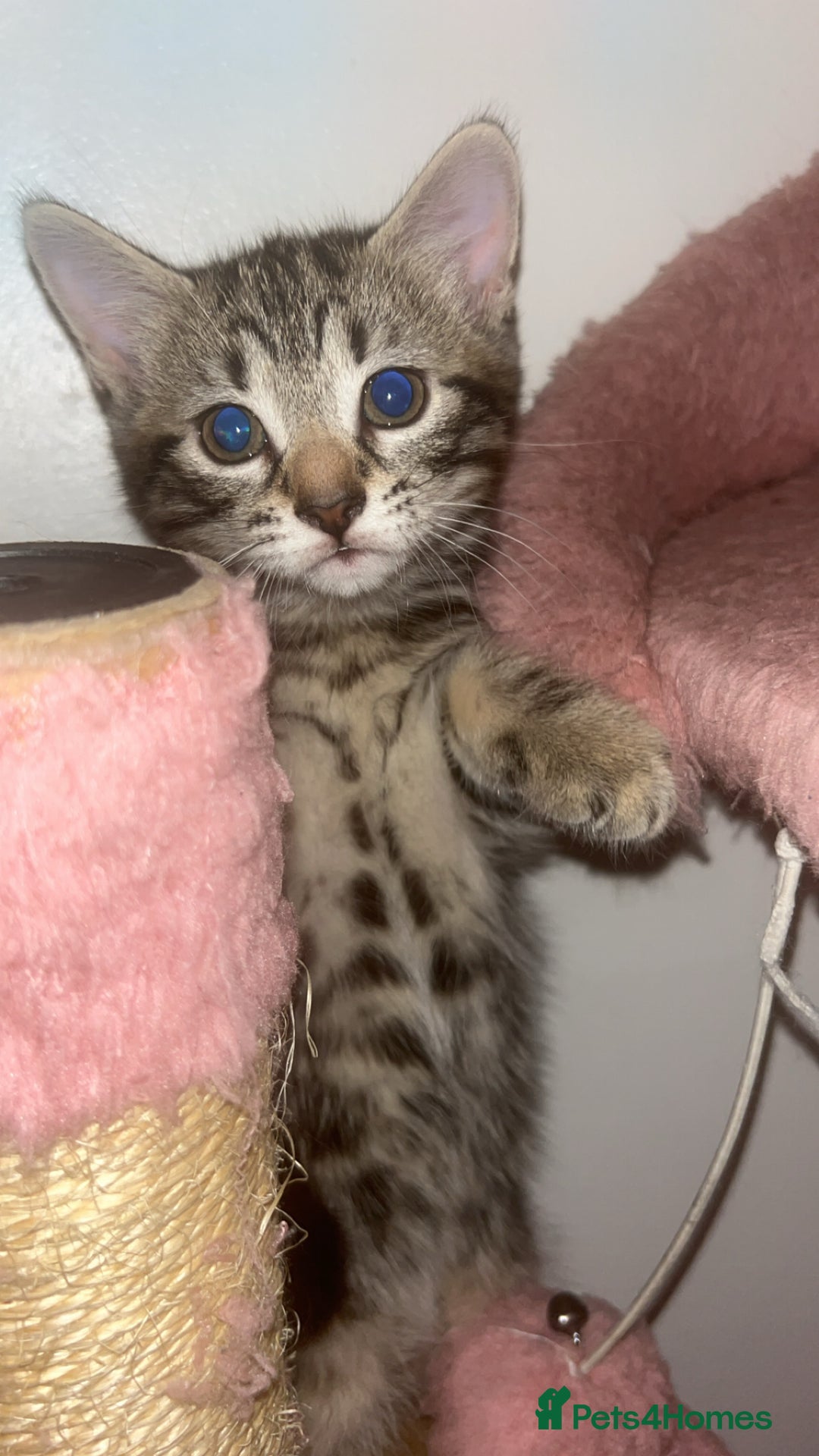 British Shorthair cats for sale: 1 Females kitten  - Advert 6