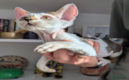 Devon Rex cats for sale: Two cuddlebugs- literally sticker cats available❤️ - Image 6