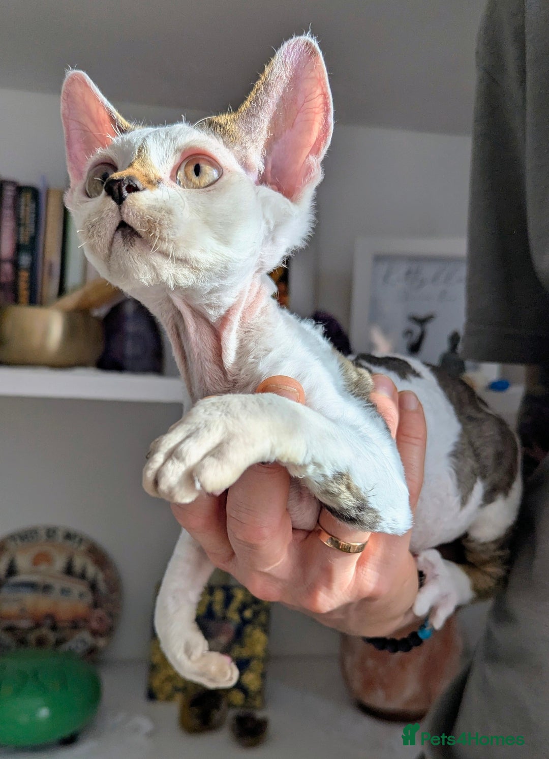 Devon Rex cats for sale: Two cuddlebugs- literally sticker cats available❤️ - Image 6