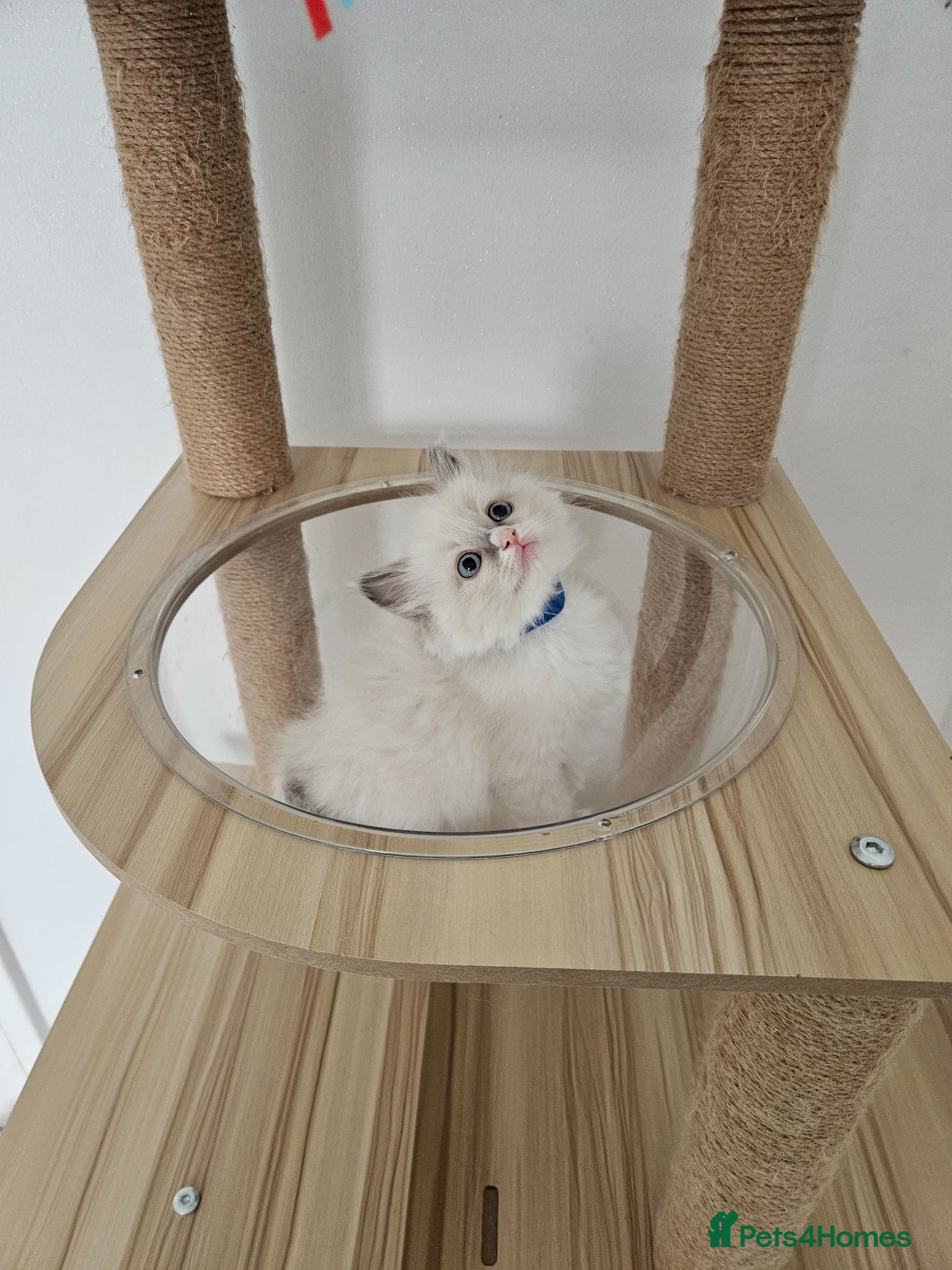 Ragdoll cats for sale:  RagdollCherubim)HCM,PKD Certyficate,Championship  - Advert 1