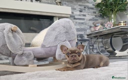French Bulldog dogs for sale: Beautiful french bulldog puppies  - Image 7