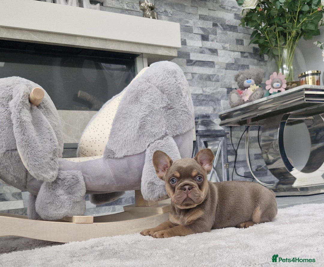 French Bulldog dogs for sale: Beautiful french bulldog puppies  - Image 7