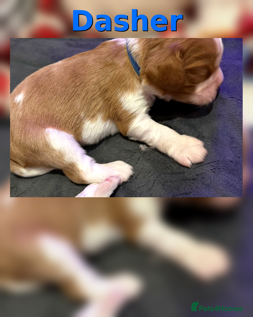 Cavalier King Charles Spaniel dogs for sale: King Charles Cavalier Puppies 5⭐️Breeder Blenheim - Advert 18