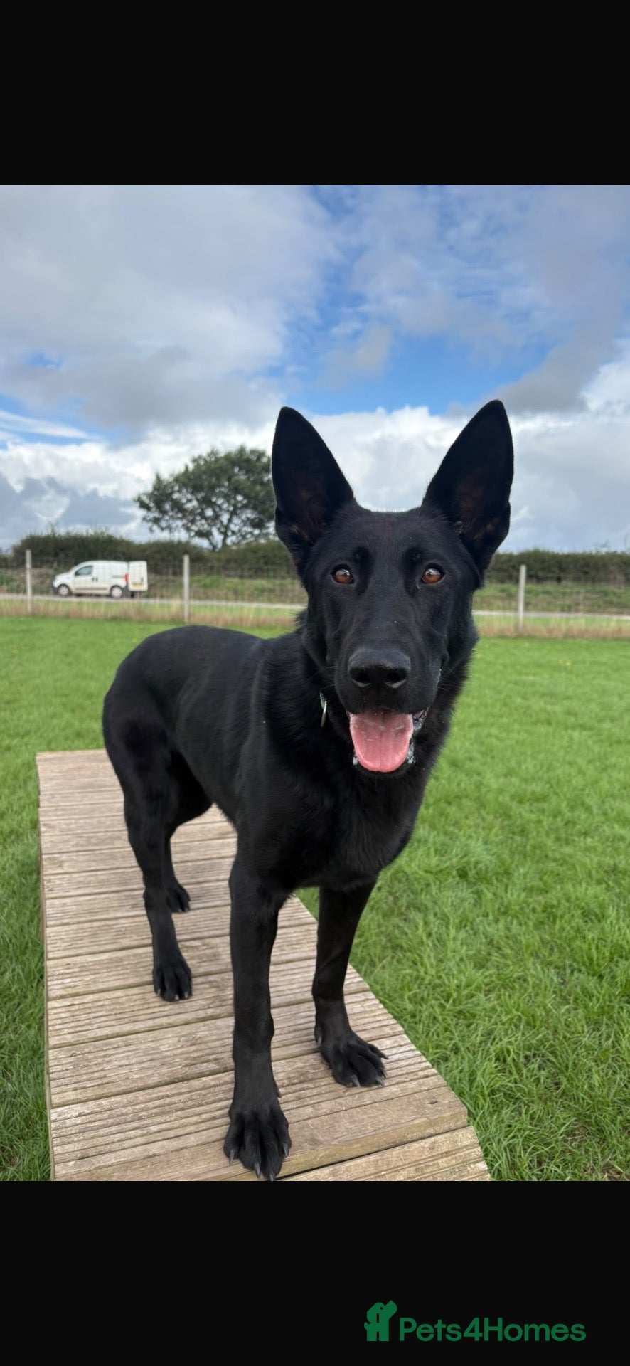German Shepherd dogs Slovakian import female  - Advert 2