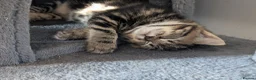 Mixed Breed cats for sale: 3 Handsome Male Kittens  - Advert 7