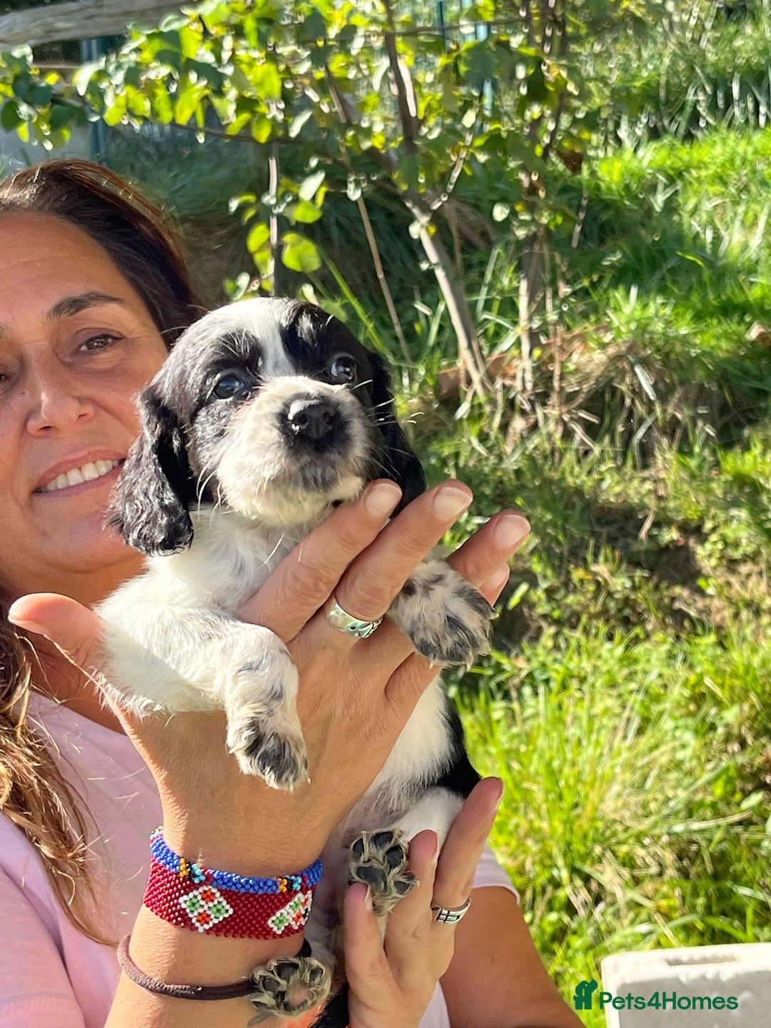 English Setter dogs for adoption: Setter x pups  - Image 21