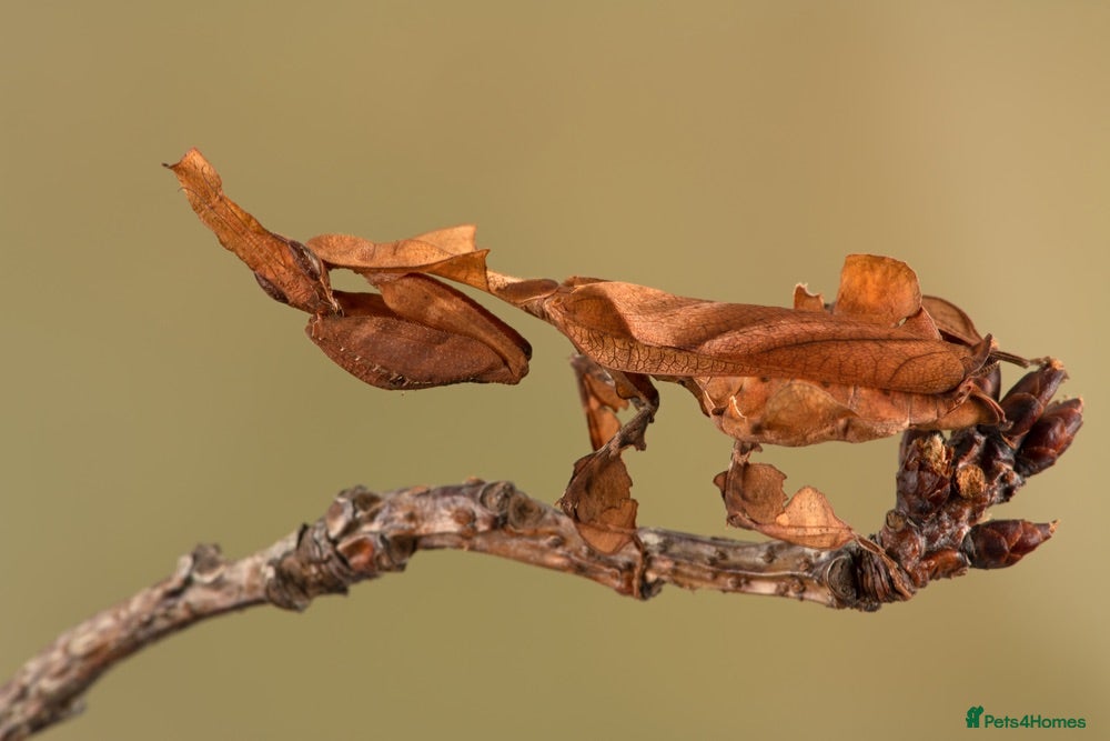 Praying Mantis invertebrates (Phyllocrania paradoxa) limited stock !! - Advert 1