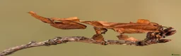 Praying Mantis invertebrates for sale: (Phyllocrania paradoxa) limited stock !! - Advert 1