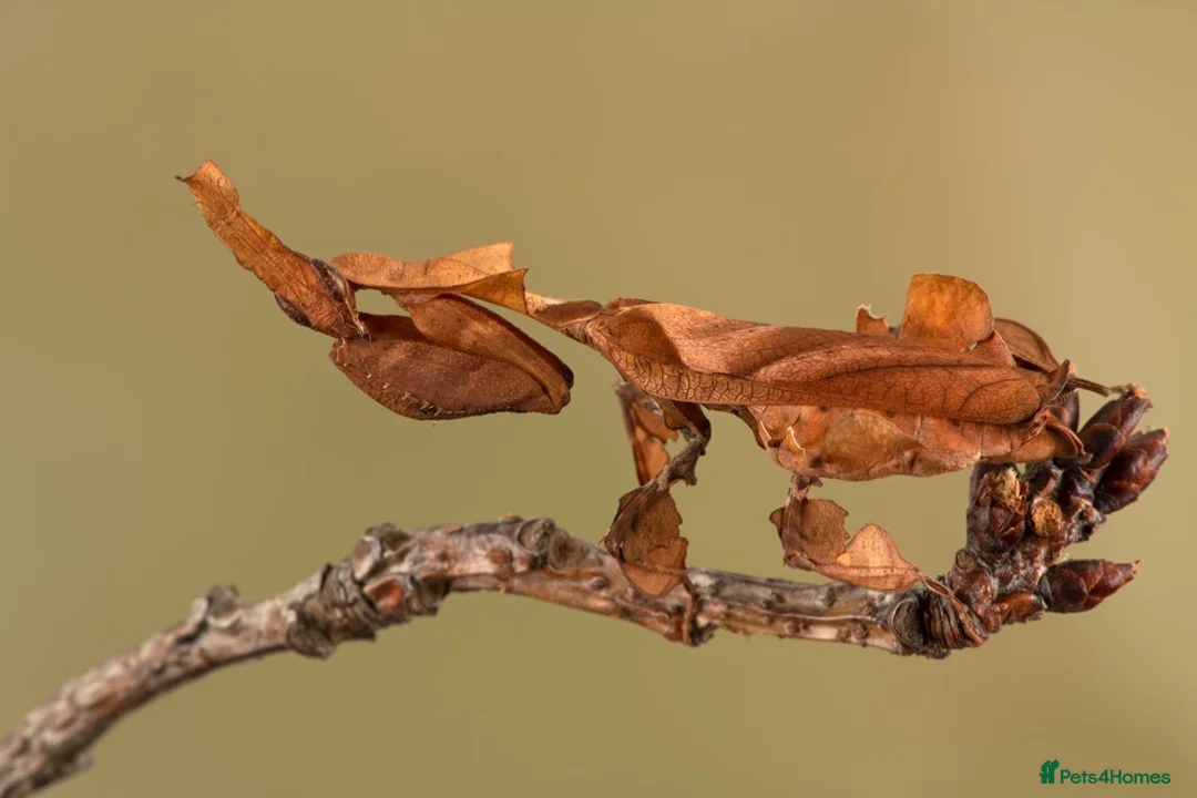 Praying Mantis invertebrates for sale: (Phyllocrania paradoxa) limited stock !! - Advert 1