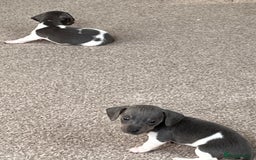 Miniature Dachshund dogs for sale: Micro mini dachshund  - Image 13
