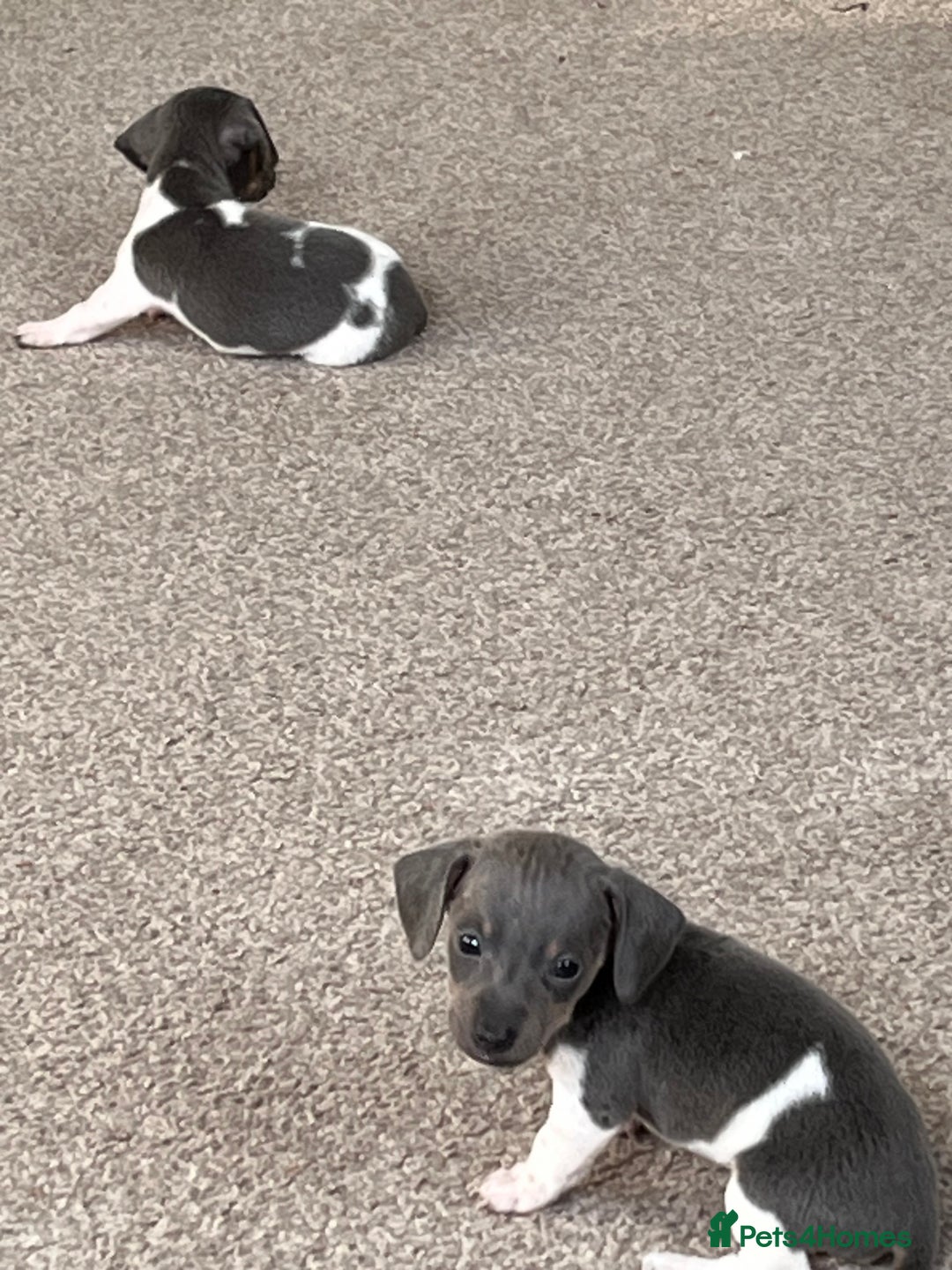 Miniature Dachshund dogs for sale: Micro mini dachshund  - Image 13