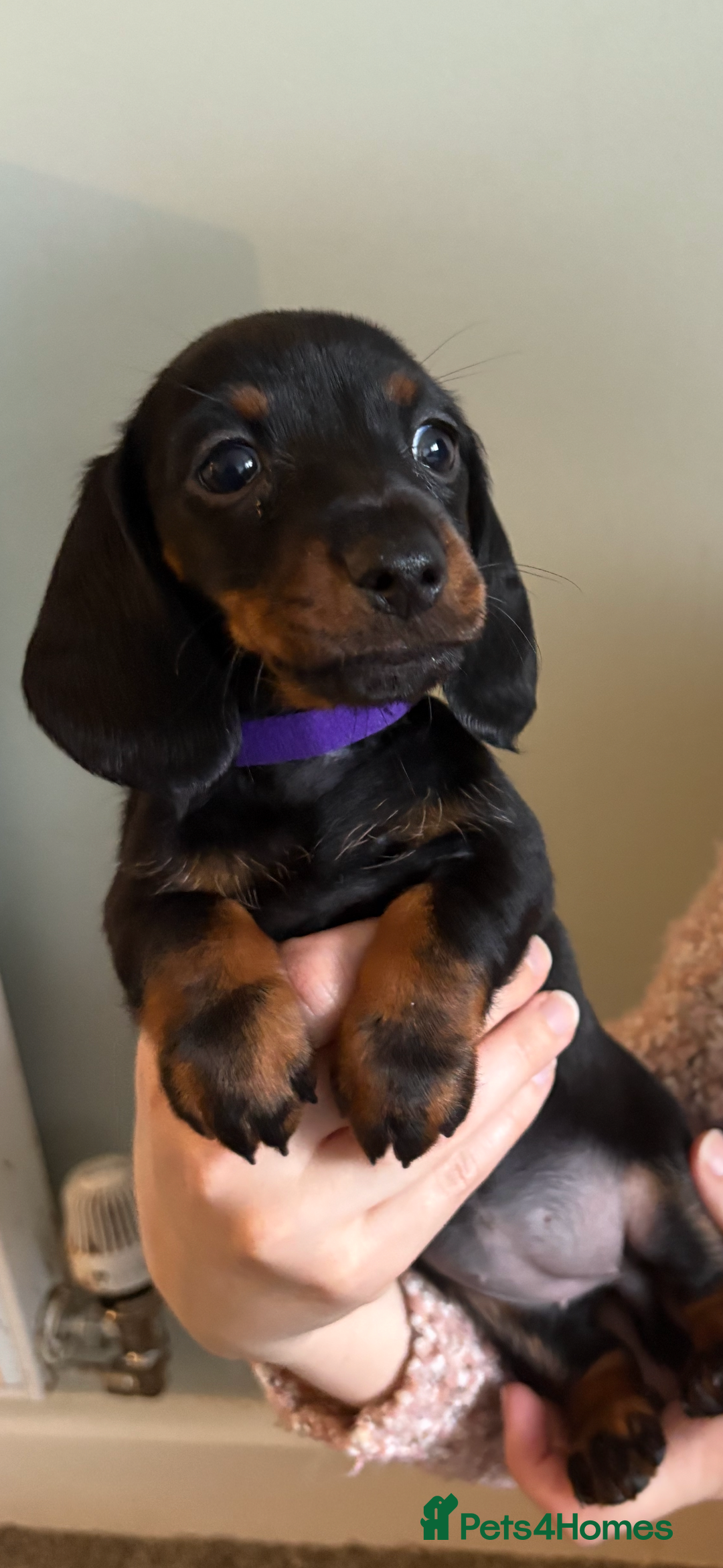 Miniature Dachshund dogs for sale: Miniature Daschund - Advert 4
