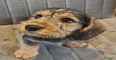 Dachshund dogs - Advert 1
