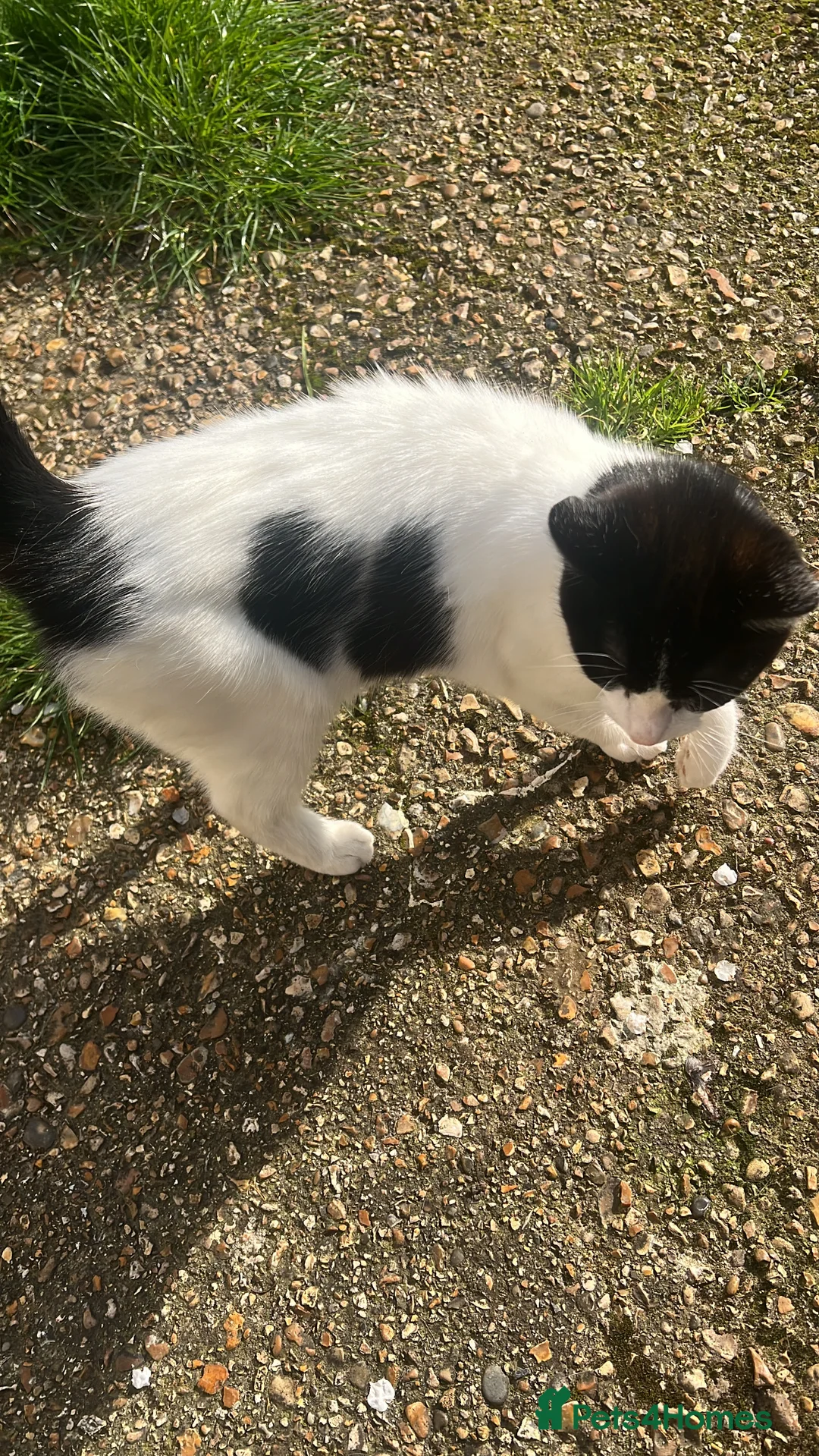 Ragdoll cats for sale:  male cat - Advert 4