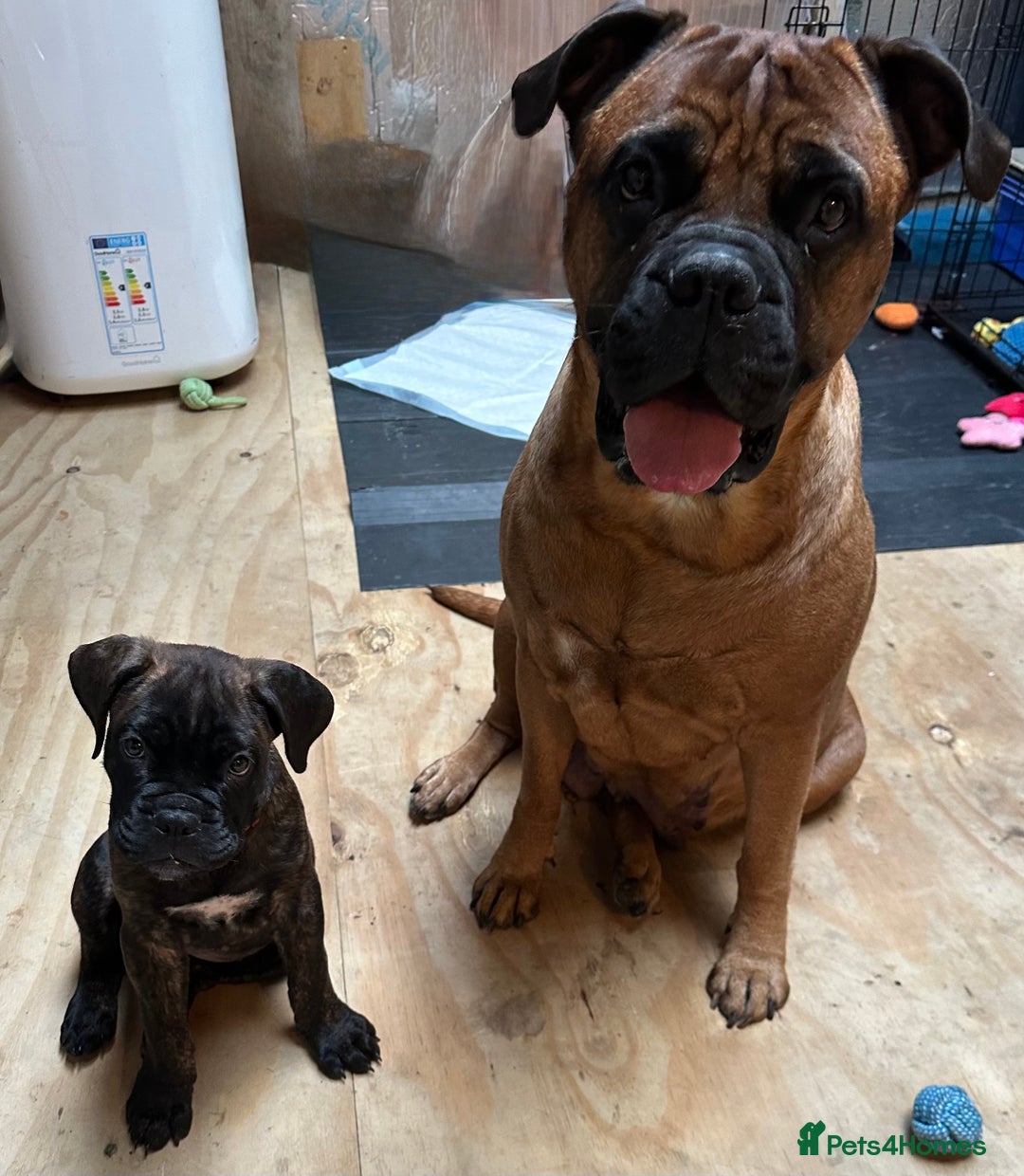 Bullmastiff dogs for sale: 🐾 KC registered bullmastiff female puppy 🐾 - Image 19