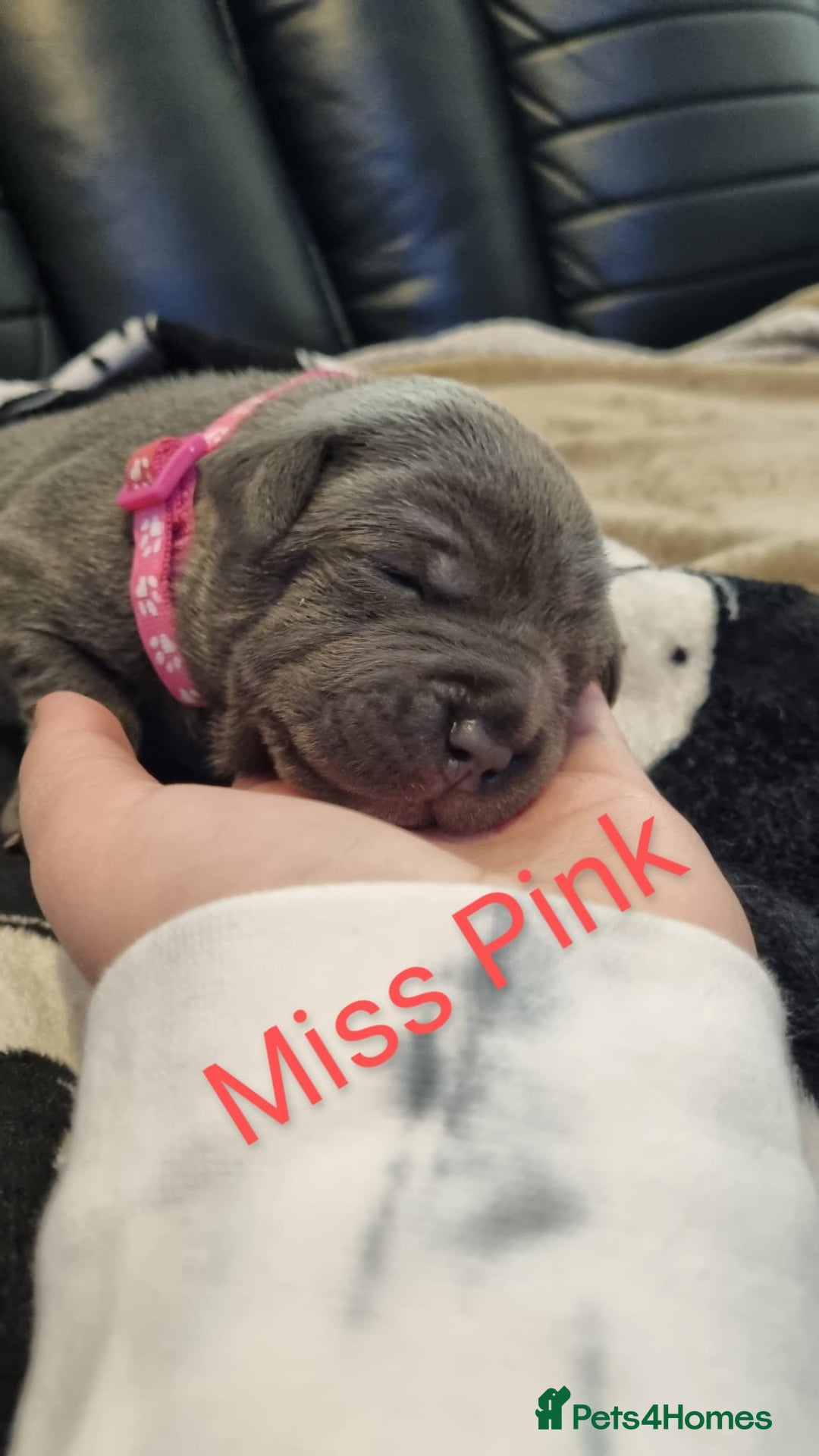 Staffordshire Bull Terrier dogs for sale: Beautifull blue staff puppies for sale  - Advert 5