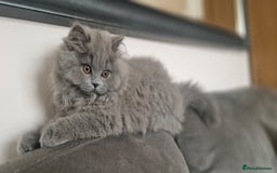 British Longhair cats for sale: british longhair boys - Image 3