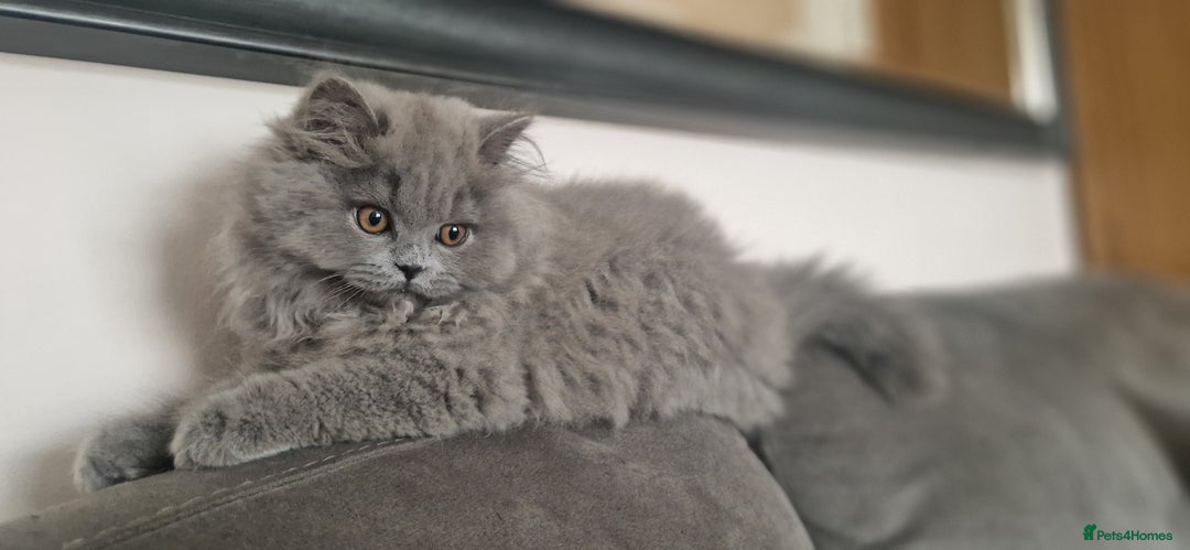 British Longhair cats for sale: british longhair boys - Image 3