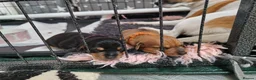 Jackshund dogs for sale: Jackhounds - Advert 3
