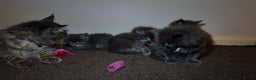 Maine Coon cats for sale: Beautiful Mainecoon Kittens Maine Coon Purebred - Advert 17