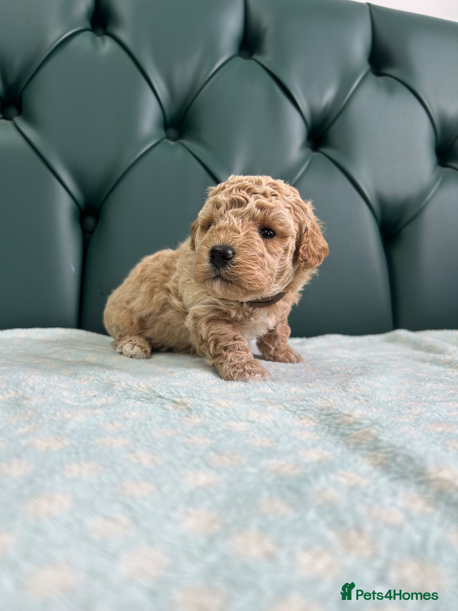 Poochon dogs for sale: 5⭐️ Licensed. Health tested Poochons - Advert 3