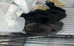 Cane Corso dogs for sale: 1 black male cane corso pup left now - Image 2