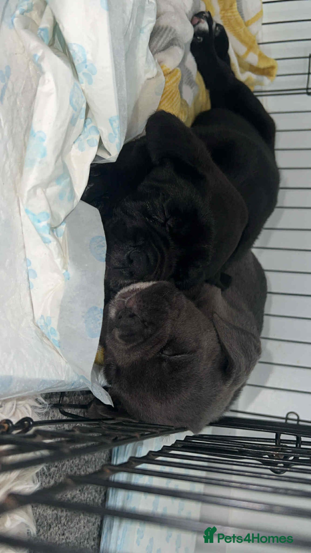 Cane Corso dogs for sale: 1 black male cane corso pup left now - Image 2