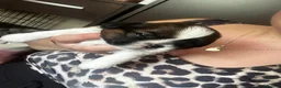 Shih Tzu dogs for sale: Beautiful shih tzu puppies 🥹🐾 - Advert 12