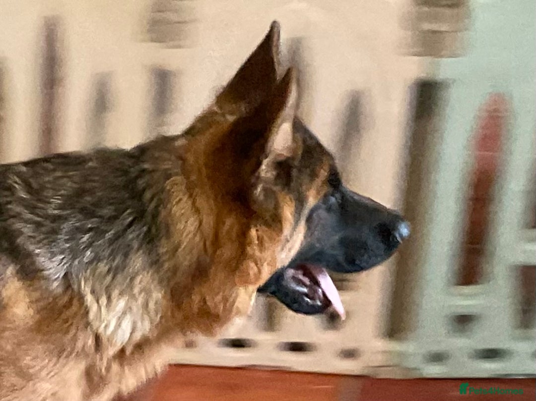 German Shepherd dogs for sale: Outstanding specimen German Shepherd  - Advert 19
