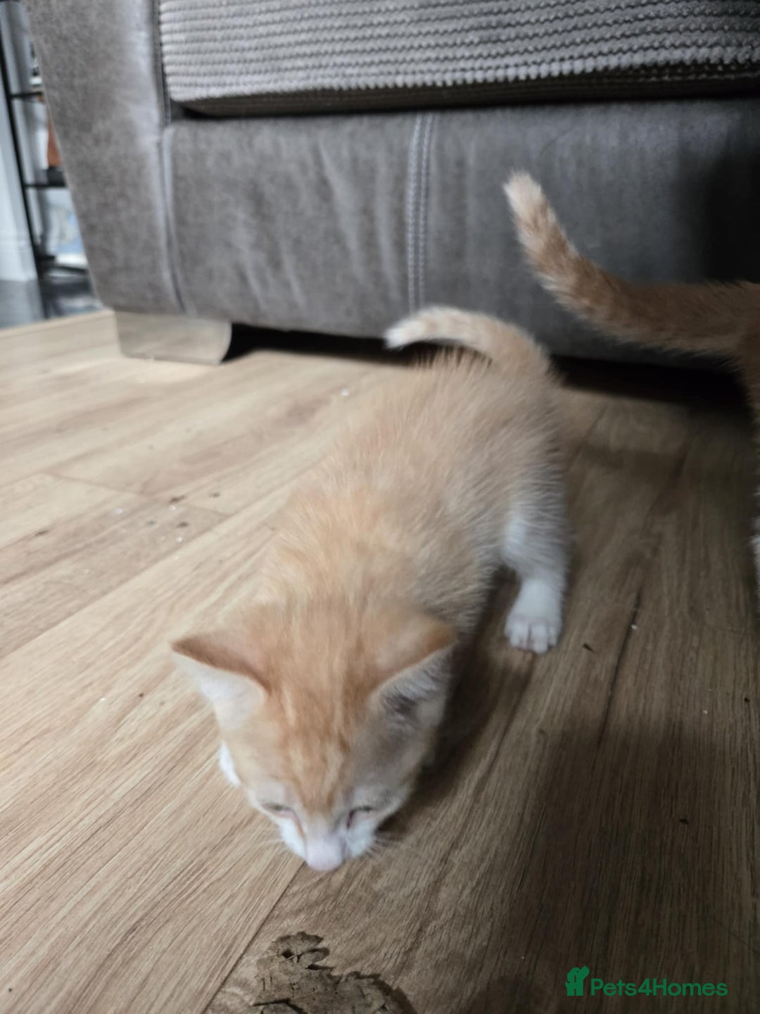 Mixed Breed cats for sale: 4 Playful Male Kittens Ready for Loving Homes! - Image 8