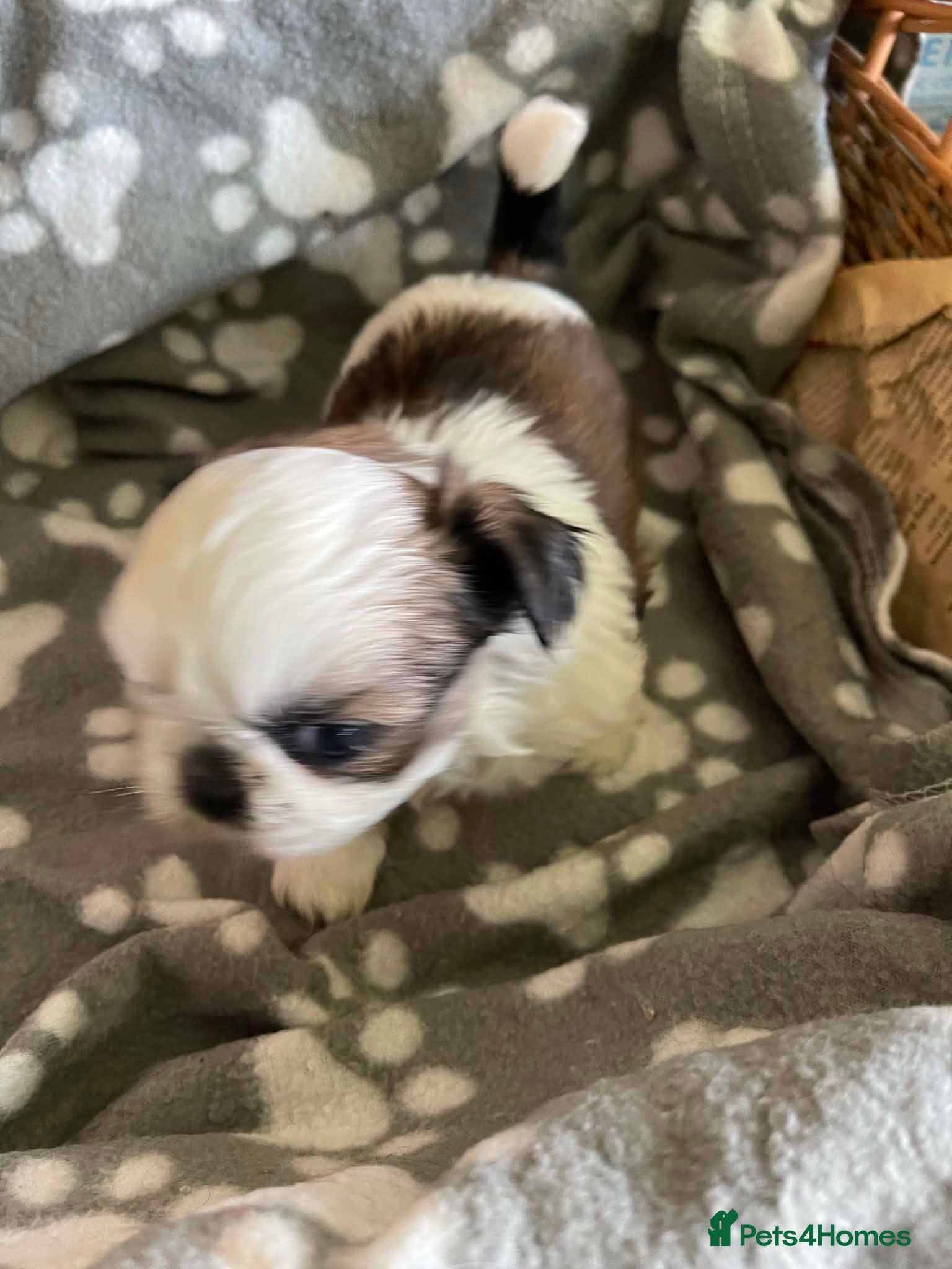 Shih Tzu dogs Imperial dobie shih tzu - Advert 1