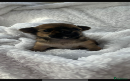 Chihuahua dogs for sale: KC Champion Lines Miniature Chihuahua Puppies - Image 29