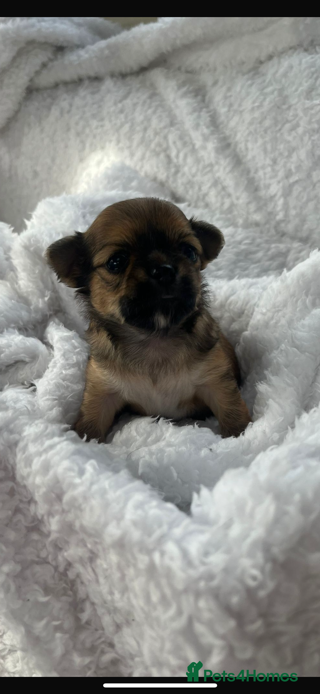Chihuahua dogs for sale: KC Champion Lines Miniature Chihuahua Puppies - Image 29