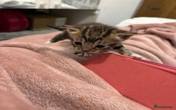 Domestic Shorthair cats for sale: New kittens available now - Image 7