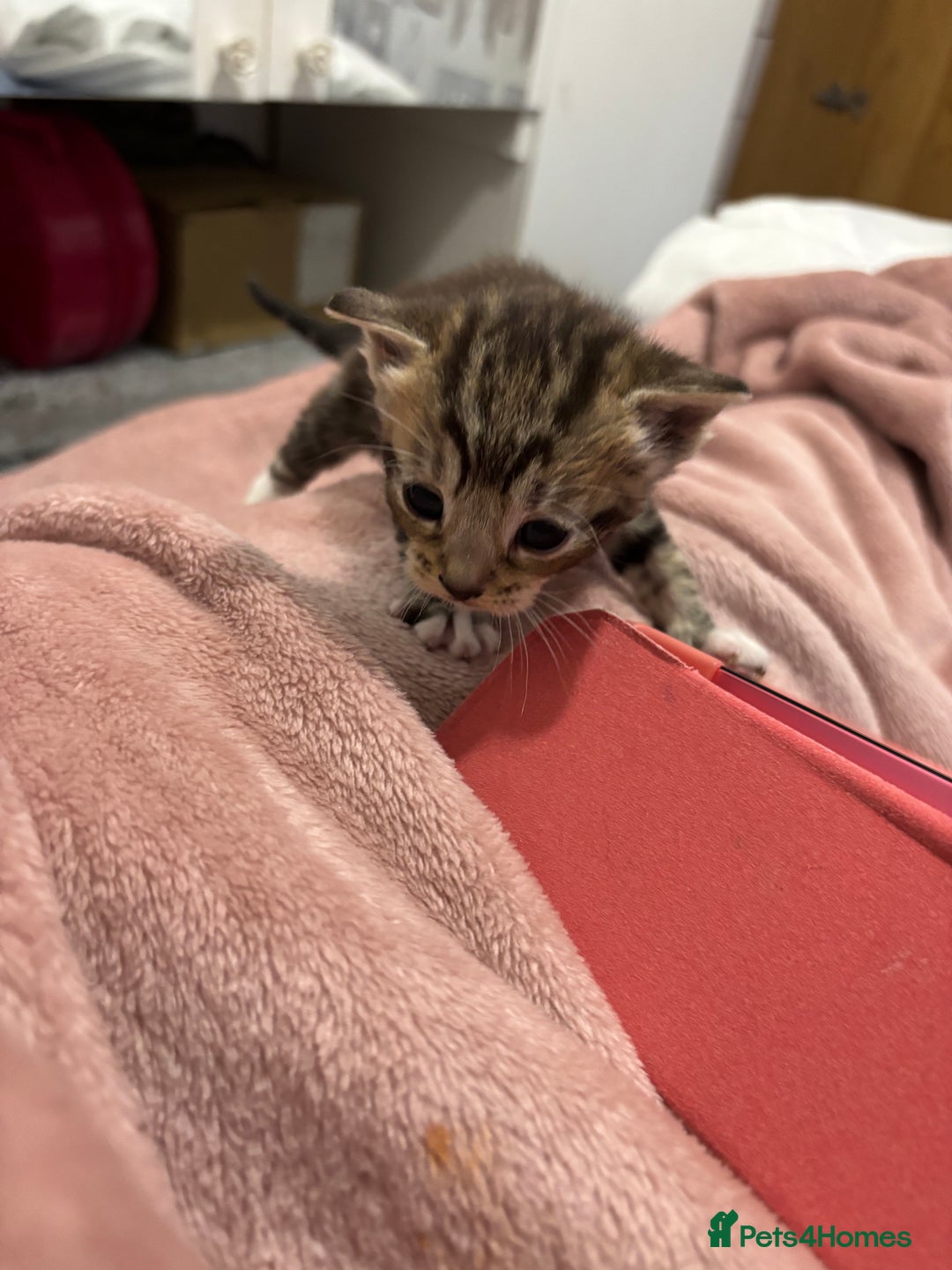 Domestic Shorthair cats for sale: New kittens available now - Image 7