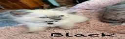 Ragdoll cats for sale: 3 Lilac Blue Ragdoll Little Girls 9wks old  in Colchester - Advert 22