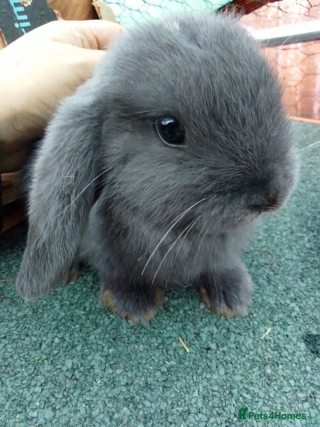 Mini Lop rabbits for sale: Beautiful Mini Lop Bunnies for sale  - Image 5
