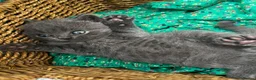 British Shorthair cats for sale: Outstanding British Shorthair kittens  - Advert 8