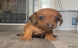Miniature Dachshund dogs for sale: Smooth haired Miniature dachshunds - Image 8
