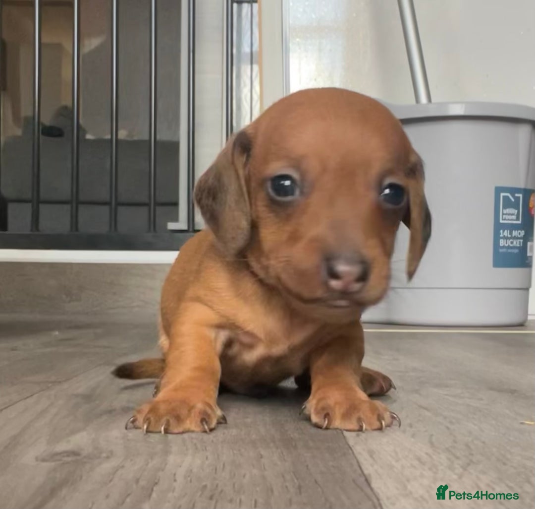 Miniature Dachshund dogs for sale: Smooth haired Miniature dachshunds - Image 8