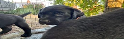 Labrador Retriever dogs for sale: Black KC Lab puppies - Advert 21