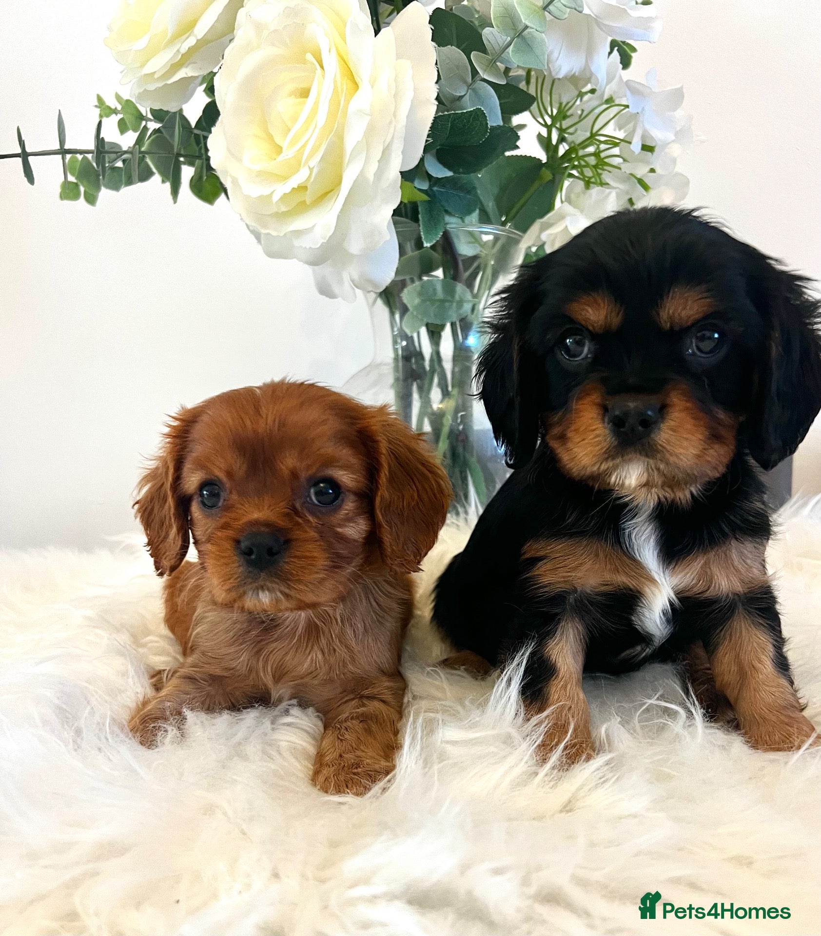 Cavalier King Charles Spaniel dogs 💙 Health Tested Cavalier Boys💙 - Advert 1