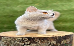 British Shorthair cats for sale: Two female British shorthairs - Image 10