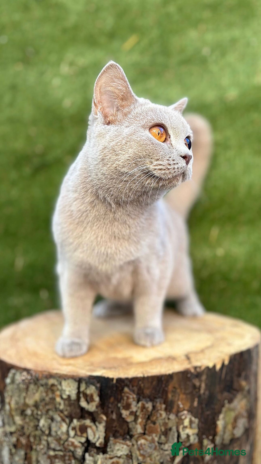 British Shorthair cats for sale: Two female British shorthairs - Image 10