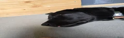 Labrador Retriever dogs for sale: Male Black Lab Puppy - Advert 6