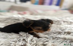 Yorkshire Terrier dogs for sale: Tiny puppies Yorkshire  - Image 2